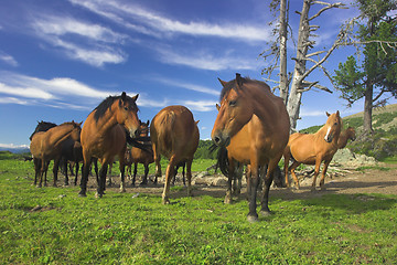 Image showing pasture