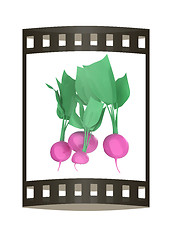Image showing Small garden radish isolated on white background. 3d illustratio