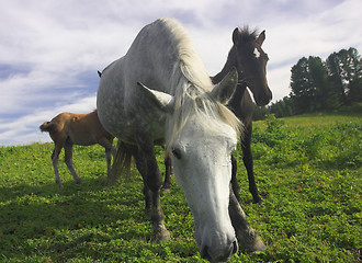 Image showing pasture