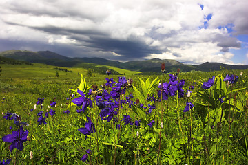 Image showing aquilegia meadow