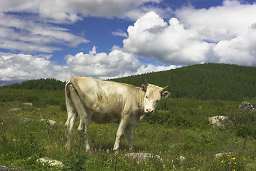 Image showing landscape with cow