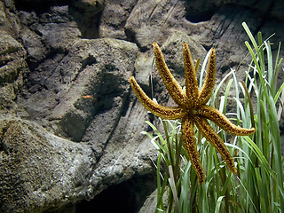 Image showing starfish in aquarium