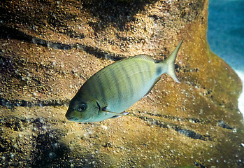 Image showing fish is swimming in marine aquarium