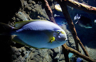 Image showing fish is swimming in marine aquarium