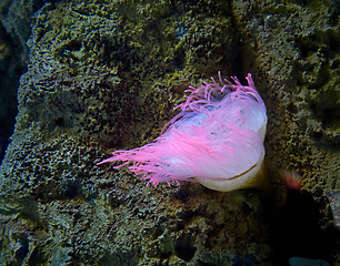 Image showing pink sea anemone