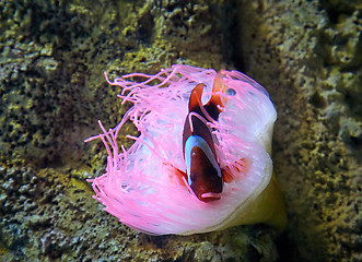 Image showing pink sea anemone and clownfish