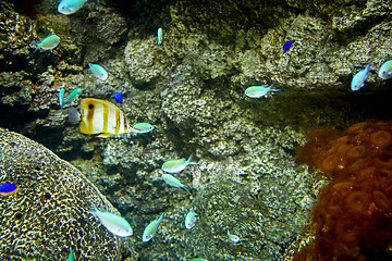 Image showing fishes swimming in marine aquarium