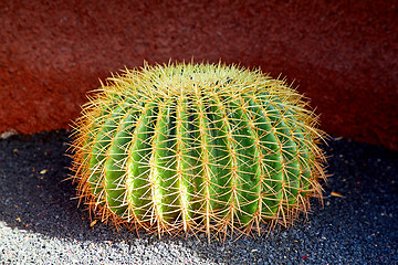 Image showing close up of big cactus