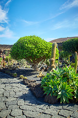 Image showing Cactus garden Jardin de Cactus in Lanzarote Island