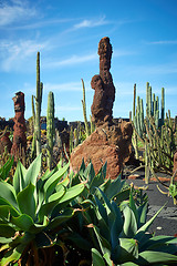 Image showing Cactus garden Jardin de Cactus in Lanzarote Island