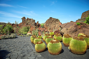 Image showing Cactus garden Jardin de Cactus in Lanzarote Island