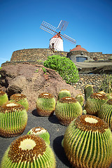 Image showing Cactus garden Jardin de Cactus in Lanzarote Island