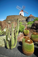 Image showing Cactus garden Jardin de Cactus in Lanzarote Island