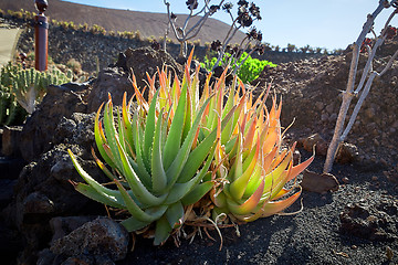 Image showing Cactus garden Jardin de Cactus in Lanzarote Island