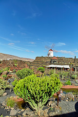Image showing Cactus garden Jardin de Cactus in Lanzarote Island