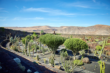 Image showing Cactus garden Jardin de Cactus in Lanzarote Island