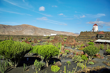 Image showing Cactus garden Jardin de Cactus in Lanzarote Island