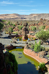 Image showing Cactus garden Jardin de Cactus in Lanzarote Island