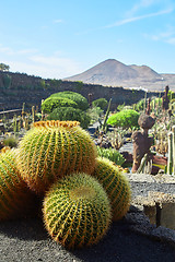 Image showing Cactus garden Jardin de Cactus in Lanzarote Island