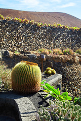 Image showing Cactus garden Jardin de Cactus in Lanzarote Island