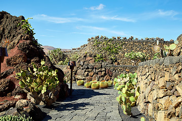 Image showing Cactus garden Jardin de Cactus in Lanzarote Island