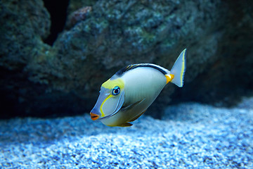 Image showing purdy fish swimming in marine aquarium