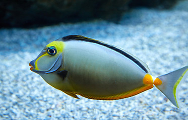 Image showing purdy fish swimming in marine aquarium