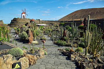 Image showing Cactus garden Jardin de Cactus in Lanzarote Island