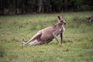 Image showing Eastern Grey kangaroo