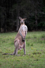 Image showing Male Eastern Grey Kangaroo standing on hind legs