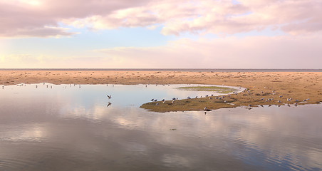 Image showing Seagulls roost and  play at Mallacoota