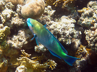 Image showing Rusty parrot fish