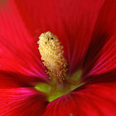 Image showing red mallow