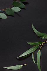 Image showing Trendy lifestyle with green leaves decorated on the table