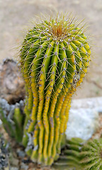 Image showing Prickly cactus 