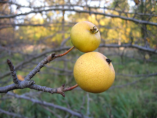 Image showing Wild pear branch with two fruit