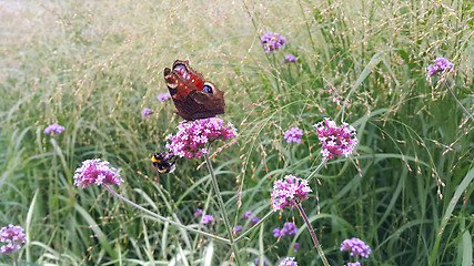 Image showing Butterfly and bee sitting on a beautiful lilac flower