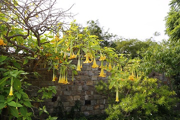 Image showing Blossom yellow brugmansia named angels trumpet or Datura flower