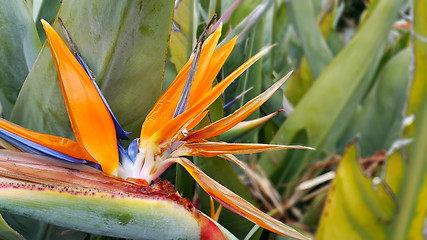 Image showing Closeup of Strelitzia Reginae flower (bird of paradise flower)