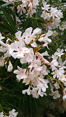 Image showing Oleander bush with beautiful flowers