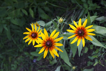 Image showing Bright yellow flowers of Rudbeckia