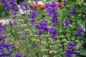 Image showing Salvia viridis (Salvia horminum) in the summer garden