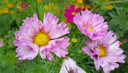 Image showing Beautiful Cosmos flowers 