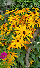 Image showing Yellow flowers of Rudbeckia