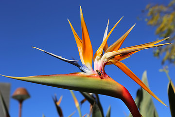 Image showing Strelitzia Reginae flower against bly sky and bee sitting on it