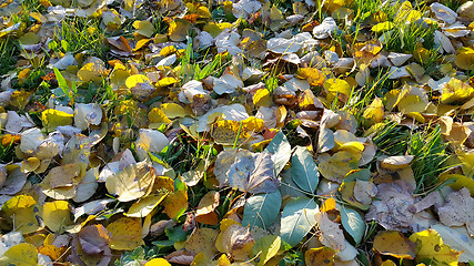 Image showing Autumn background with green grass and fallen leaves