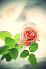 Image showing Beautiful pink rose