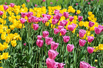 Image showing Beautiful bright colorful tulips