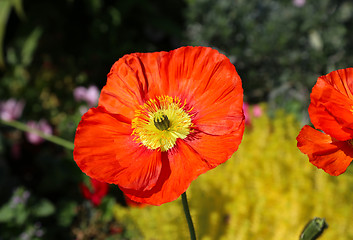 Image showing Beautiful red poppy