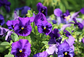 Image showing Beautiful bright violet flovers 